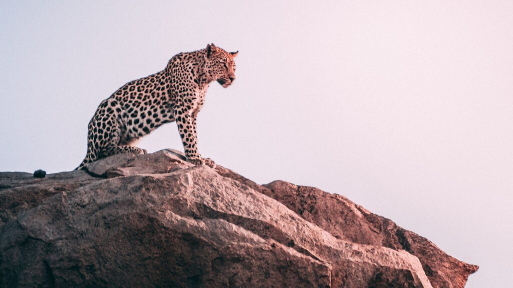 leopard in jawai