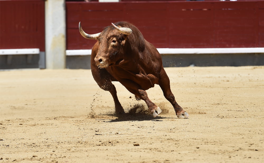 Image Courtesy - Shutterstock Bull Run