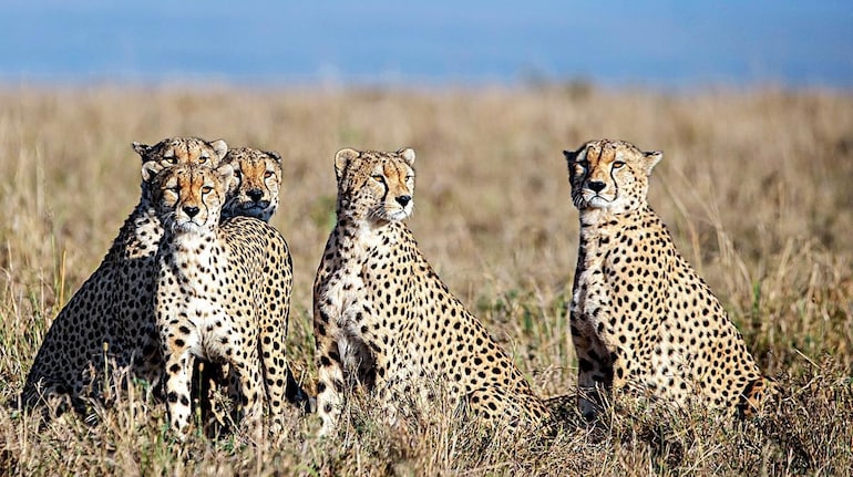 Cheetahs of Kuno National Park