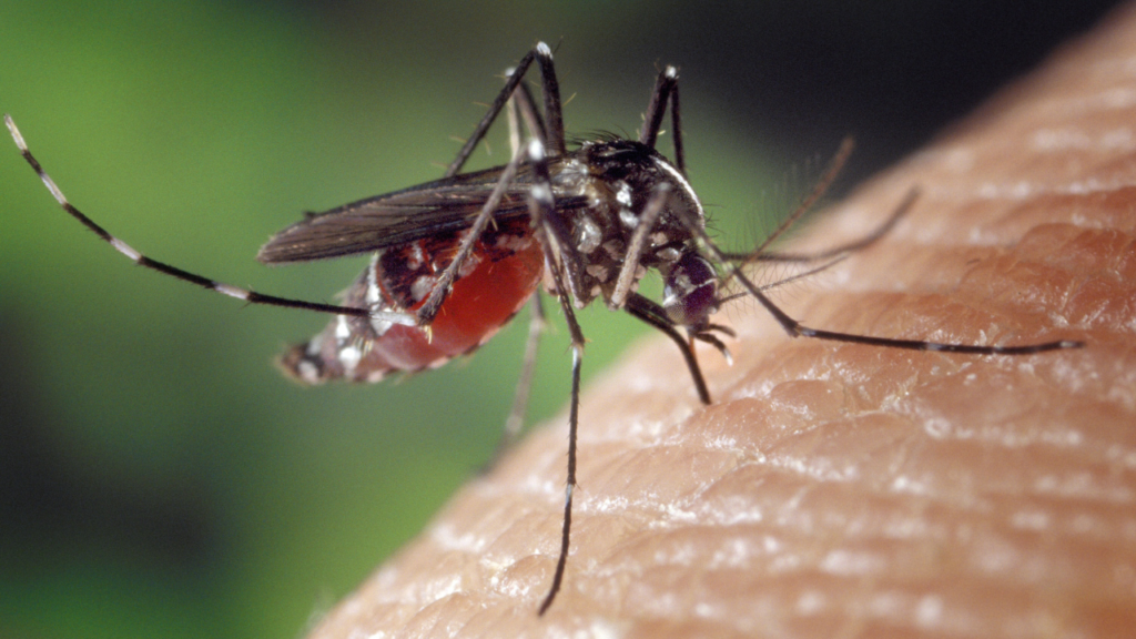 Asia Tiger Mosquito